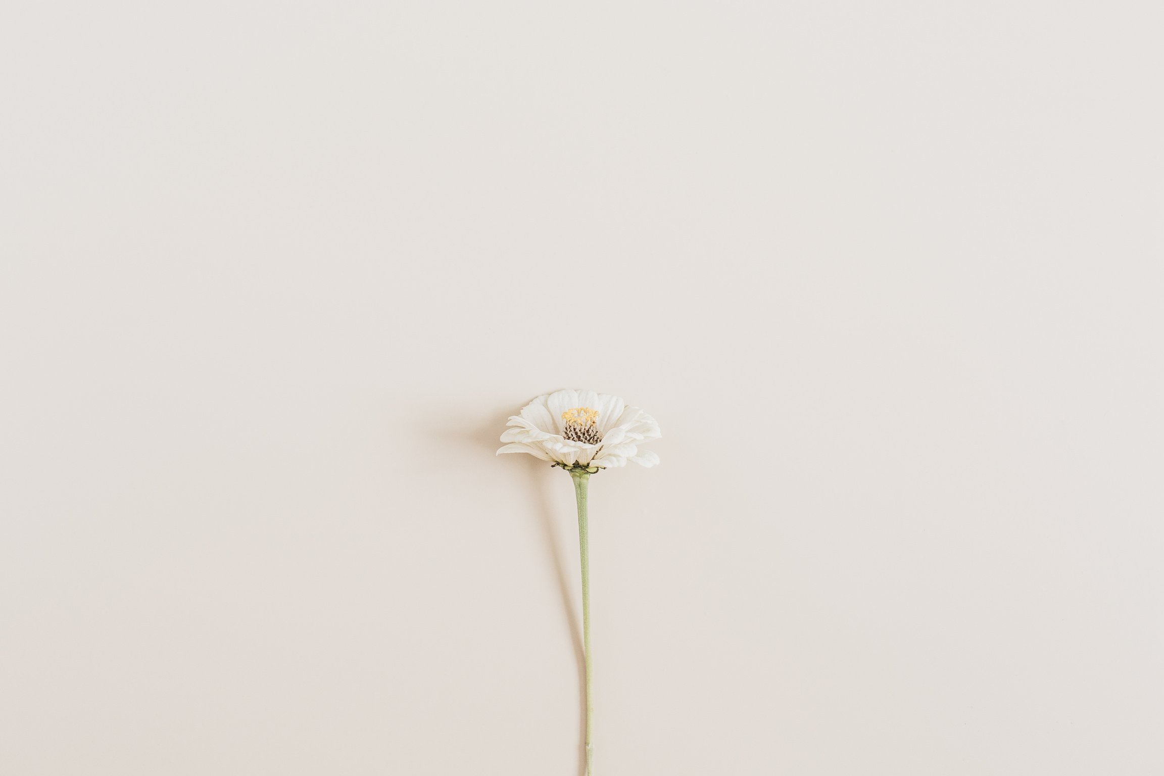 Flower on beige background